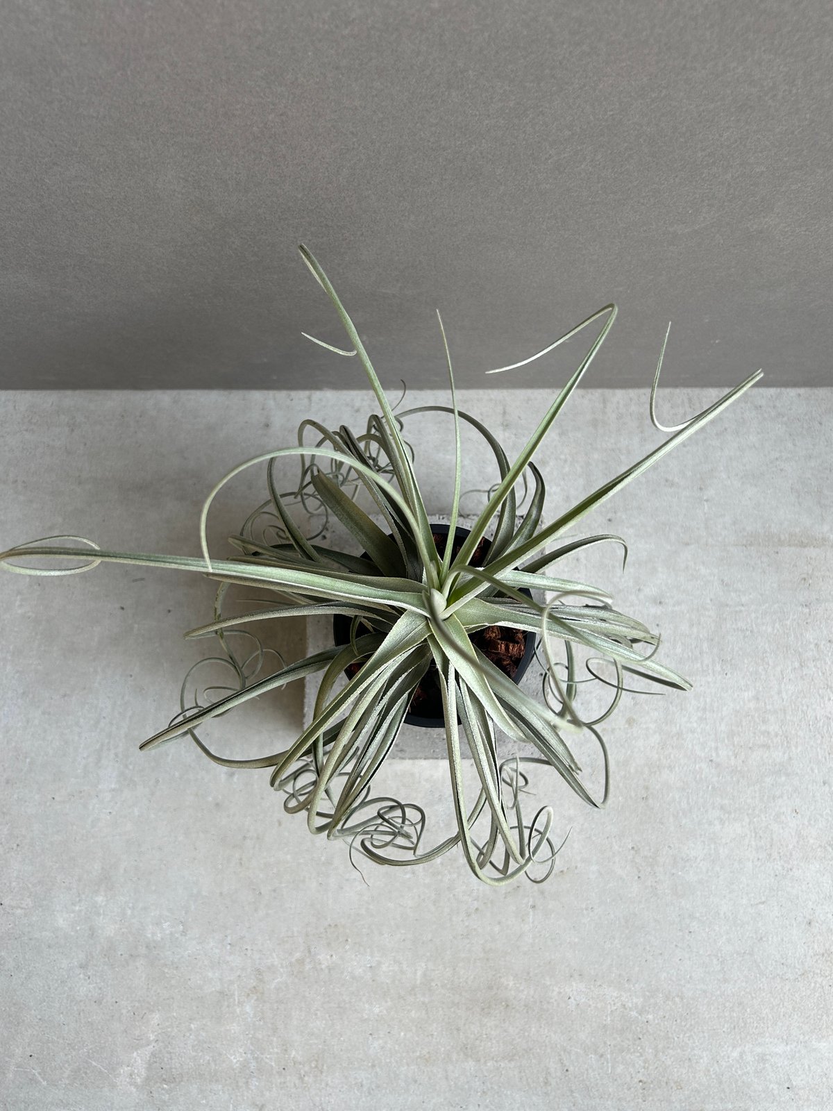 ティランジア ドゥラティ x ストリクタ 「Tillandsia duratii x stri