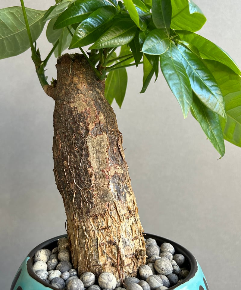 パキラ パキラ “選抜個体” + YON-HACHI 「Pachira “Select”」47M |