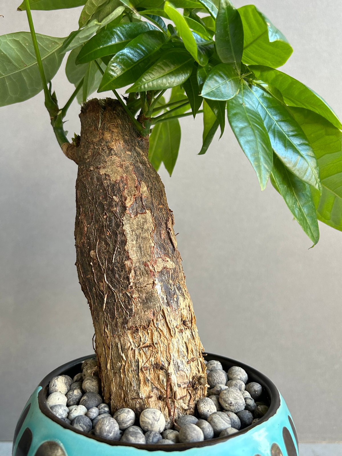 パキラ “選抜個体” + YON-HACHI 「Pachira “Select”」47M |