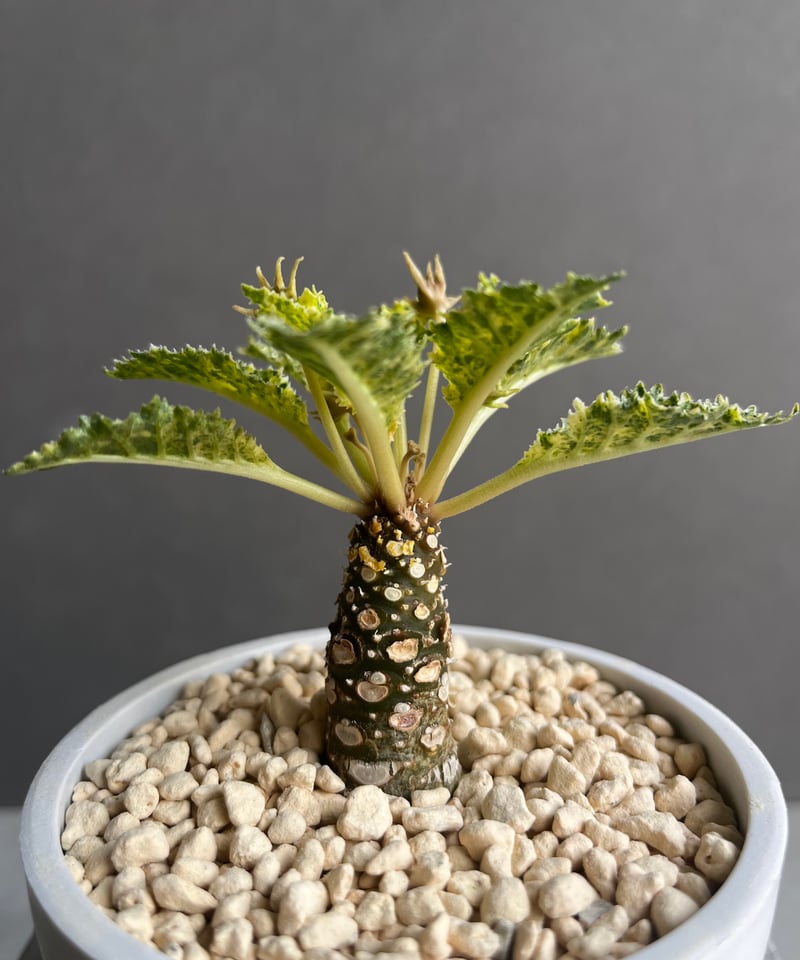 ドルステニア ホルウッディ “スーパー斑入” 「Dorstenia horwoodii “Su