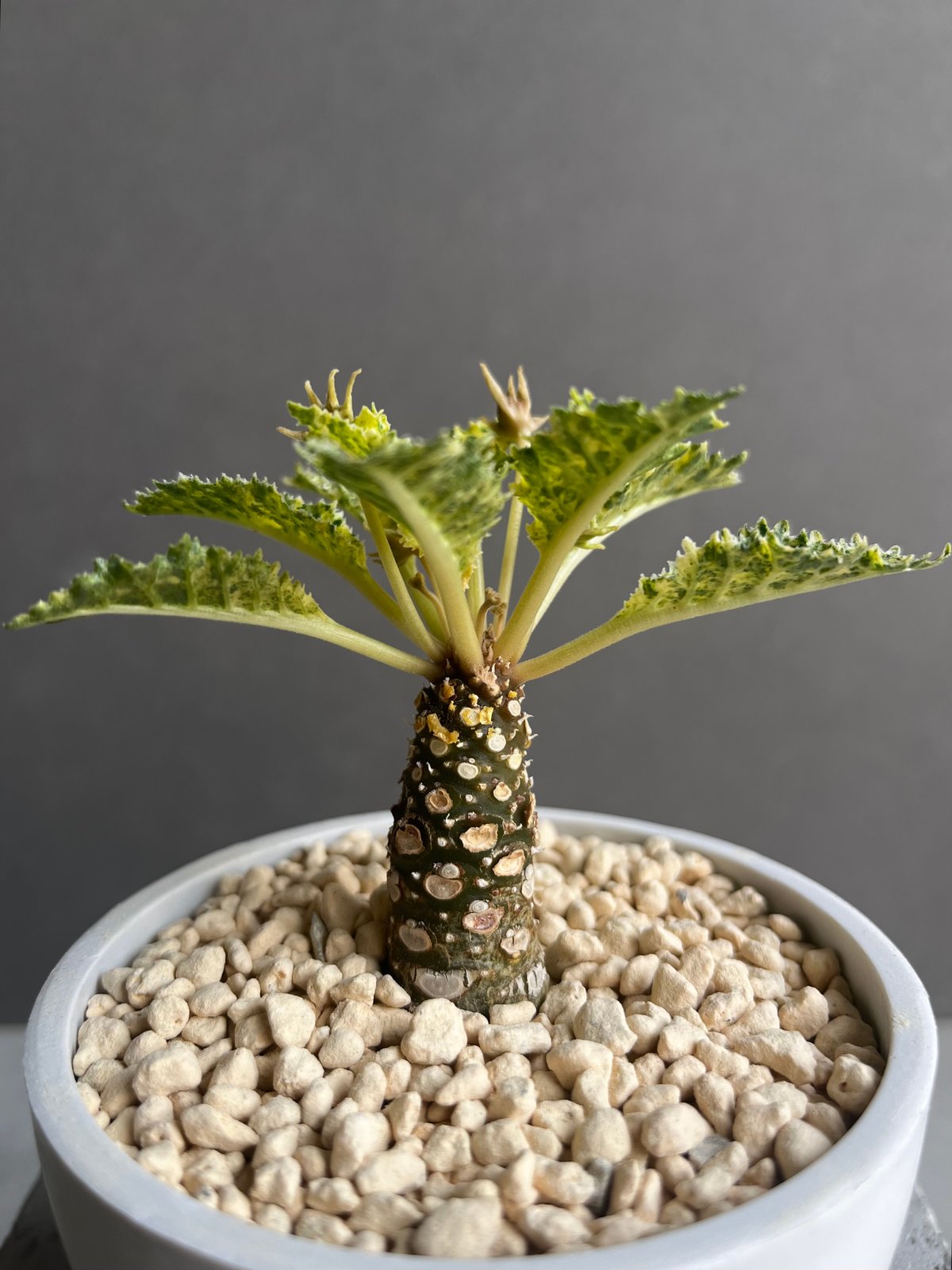 ドルステニア ホルウッディ “スーパー斑入” 「Dorstenia horwoodii “Su