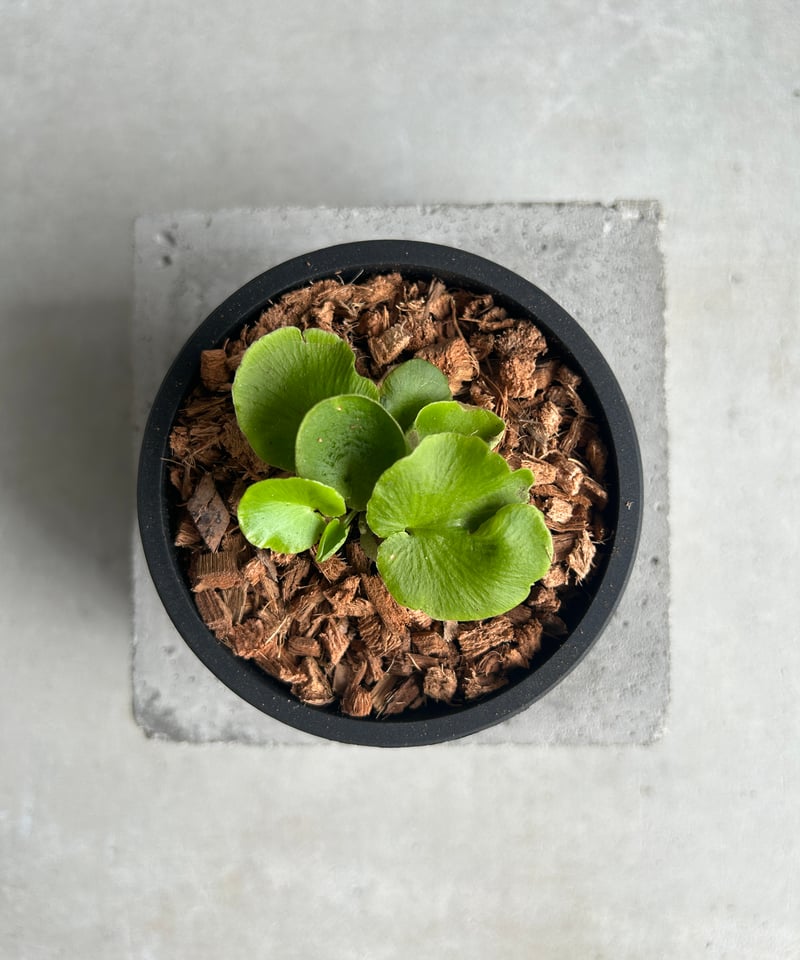 アスプレニウム デラバイ (フランチ) コペル 「Asplenium delavayi (Fr