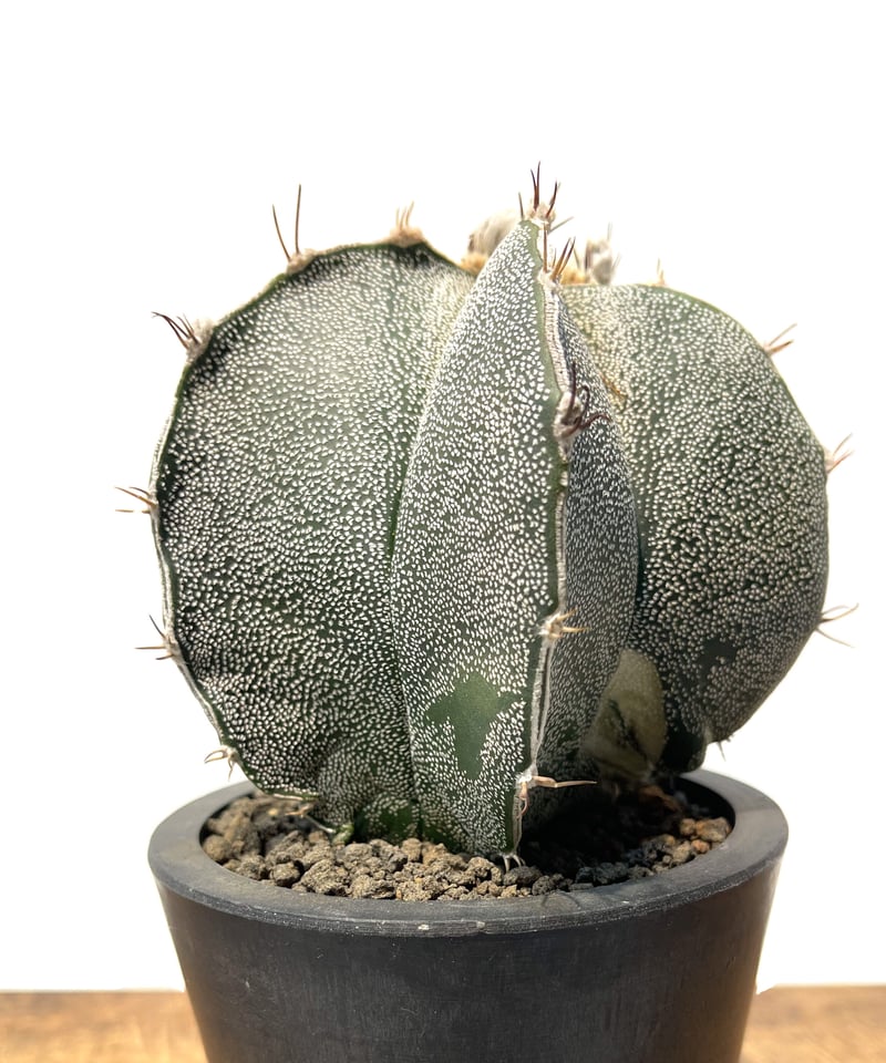 アストロフィツム 磐石 錦 「Astrophytum myriostigma var.」2/1
