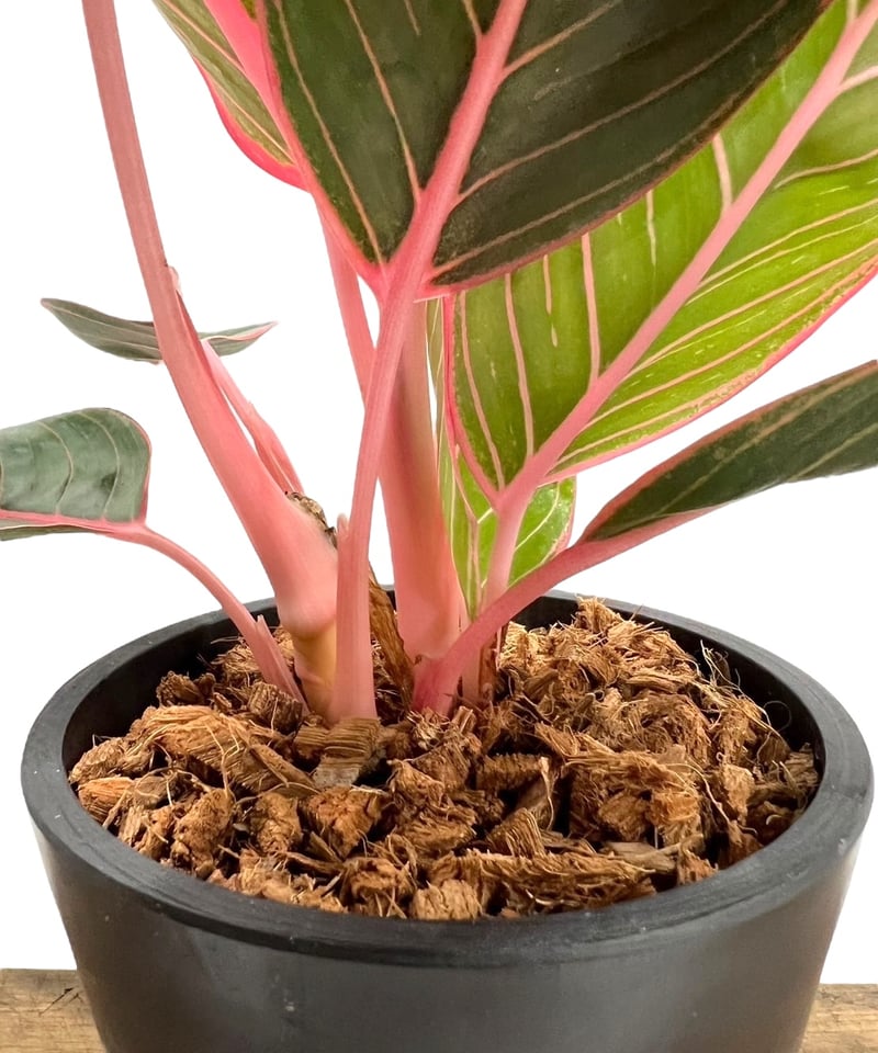 アグラオネマ リップスティック カンザ 「Aglaonema Lipstick Khanza」