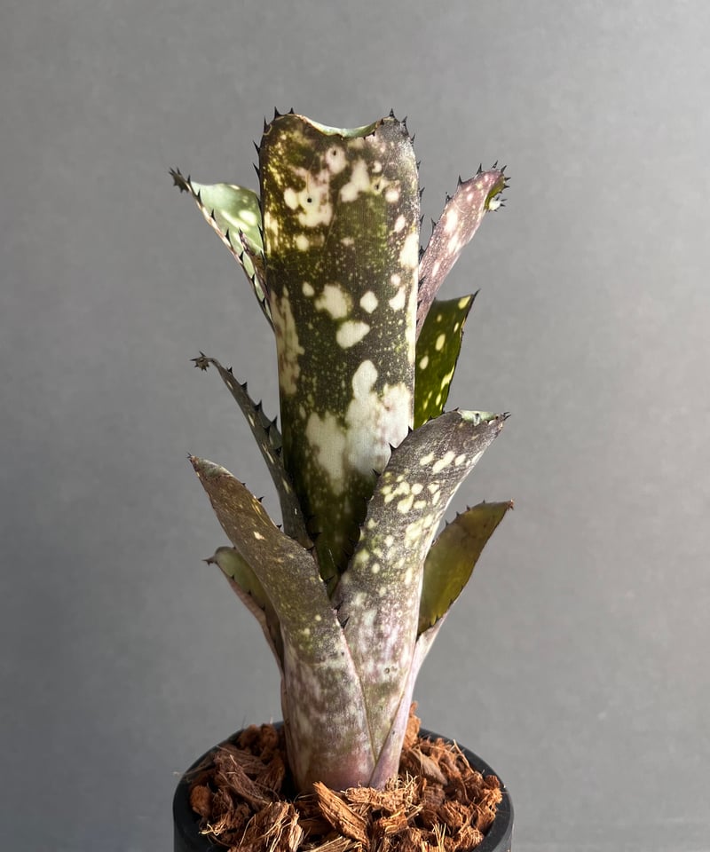 ビルベルギア コールド フュージョン 「Billbergia Cold Fusion
