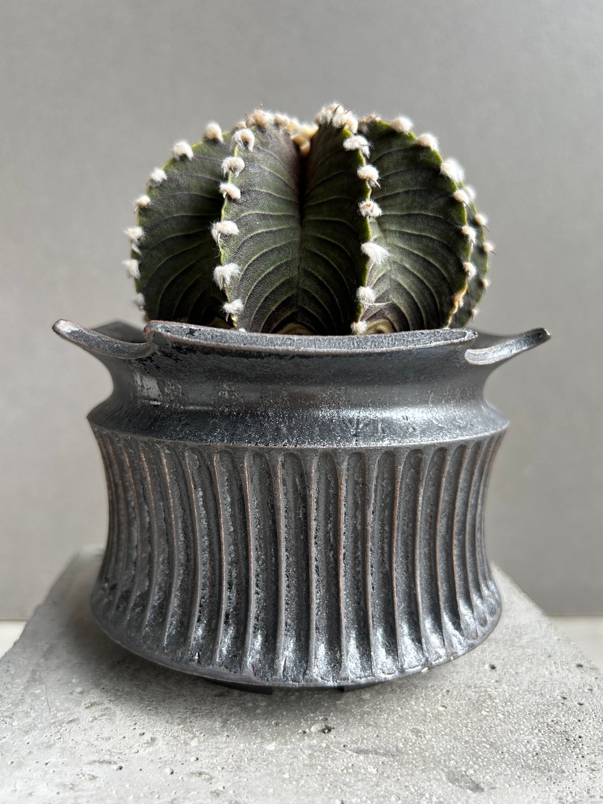 ギムノカリキウム フリードリッヒィ VOS1241 KG “選抜個体”(実生) +