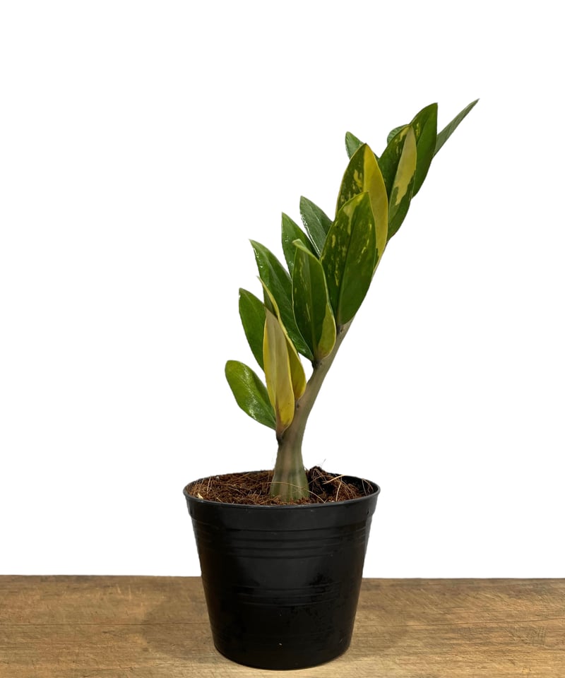 ザミオクルカス 斑入 「Zamioculcas Zamiifolia Variegated」7