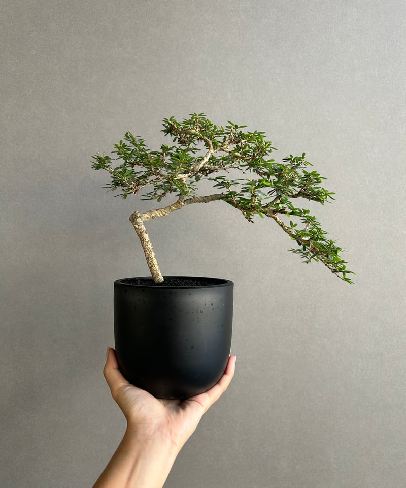 うち” 盆栽 「“UCHI” BONSAI」 9J | SHOUCHIKUEN