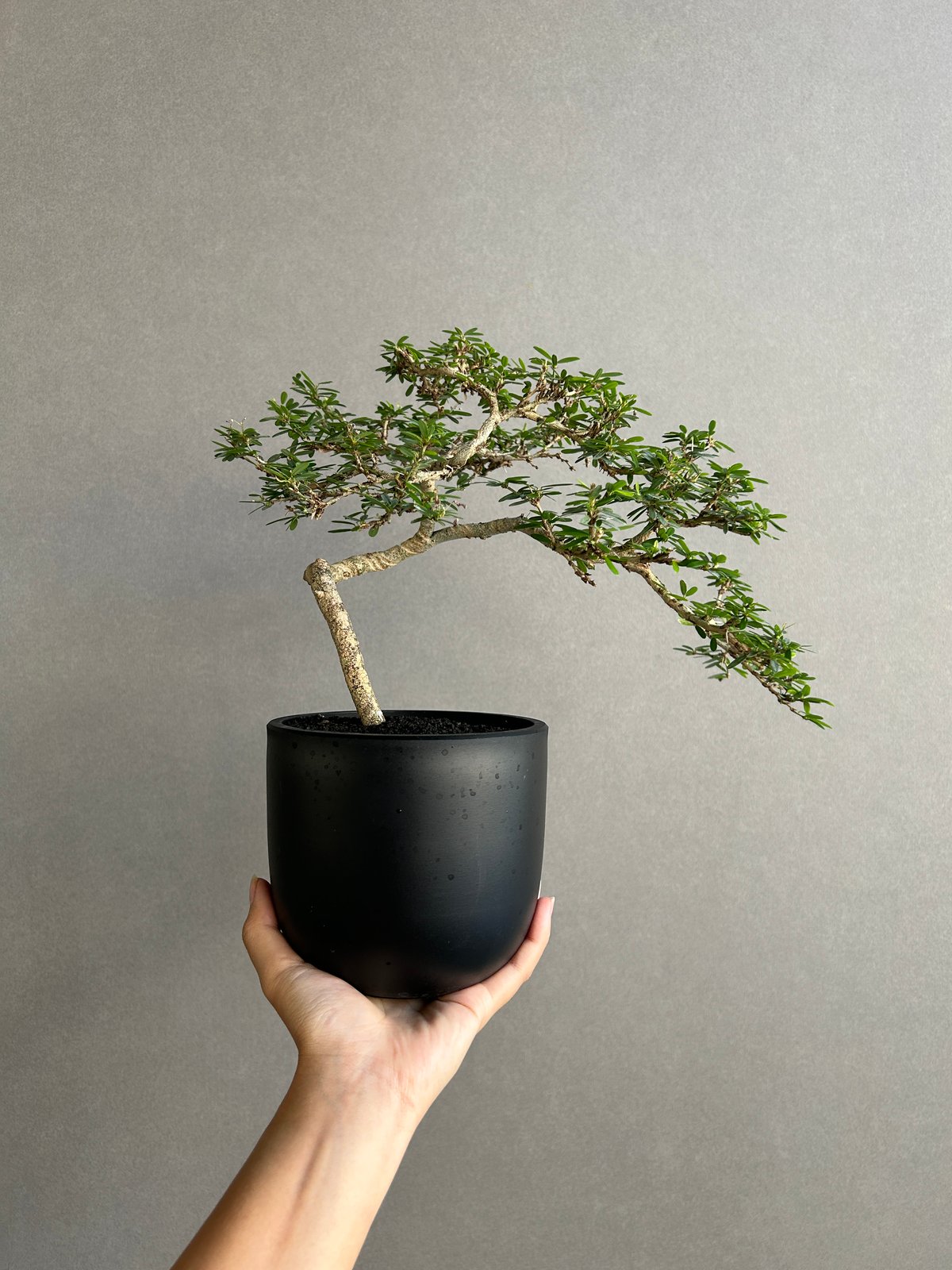 うち” 盆栽 「“UCHI” BONSAI」 9J | SHOUCHIKUEN