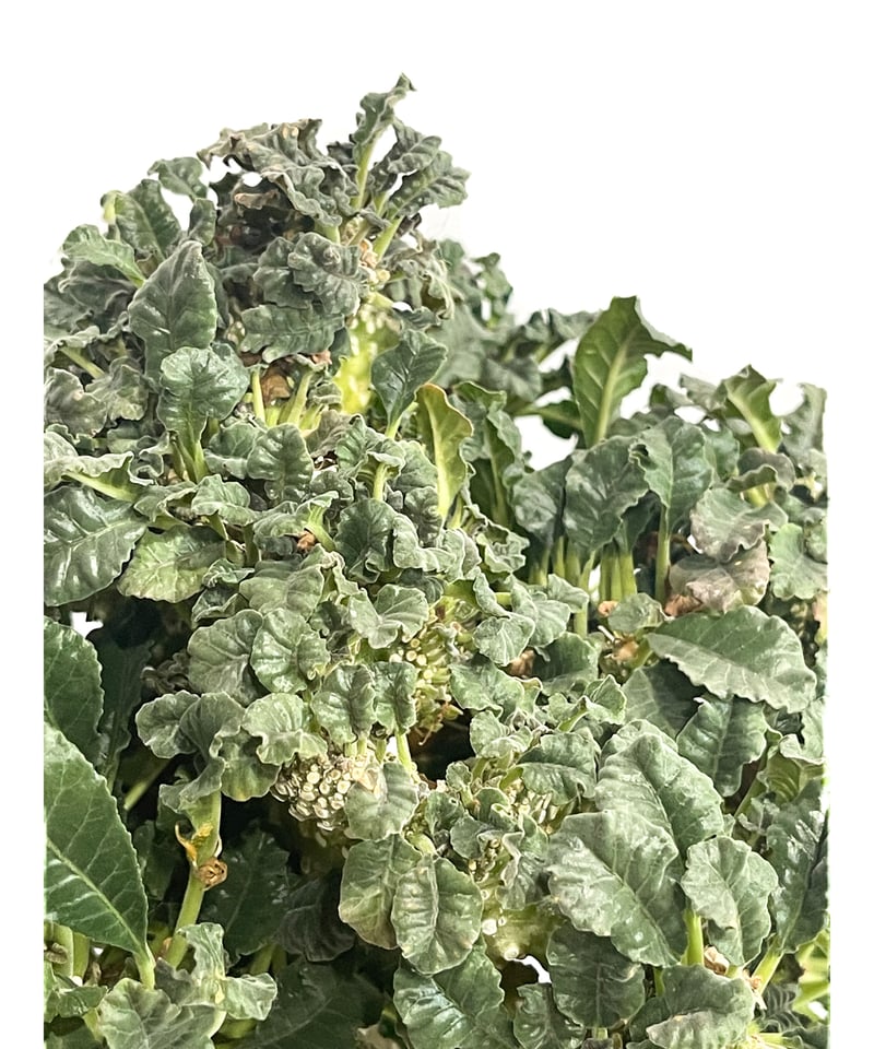 ドルステニア ラブラニー x フォエチダ 綴化「Dorstenia lavrani x foe