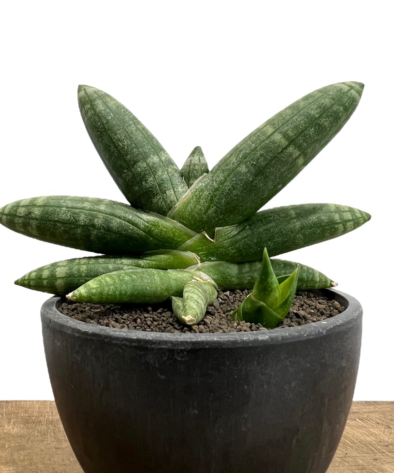 サンセベリア ミーナ「Sansevieria Meena」893-1 | SHOUCHIKUEN