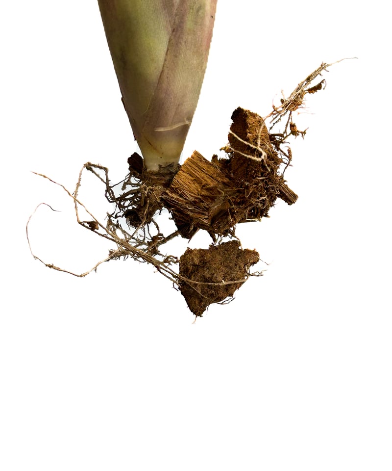 ブロメリア・エアープランツ Billbergia Ivory Tower タンクブロメリア ビルベルギア『Ivory Tower』 | Planet Plants