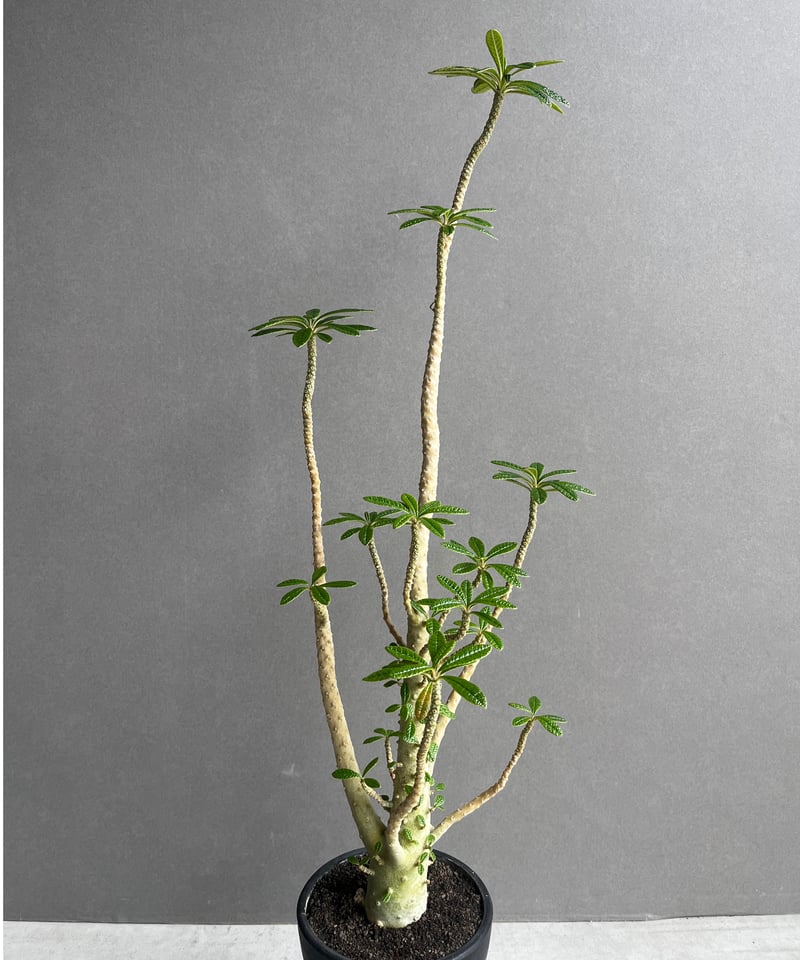 ドルステニア ギガス “選抜個体” 「Dorstenia gigas “Select”」62A