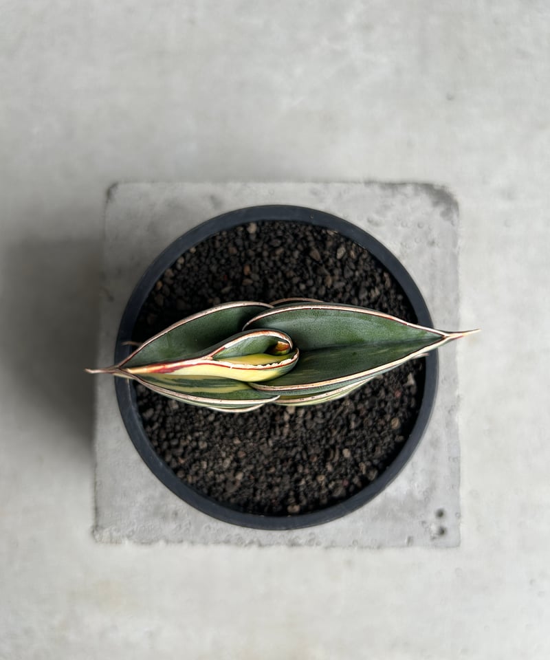 サンセベリア ロリダ 斑入 “ ハーフムーン “ 「Sansevieria rorida Va