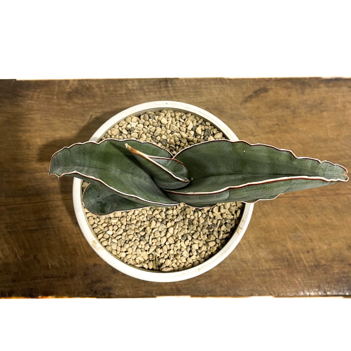 サンセベリア エーレンベルギー バナナ 「Sansevieria サンセベリア エーレンベルギー バナナ 「Sansevieria