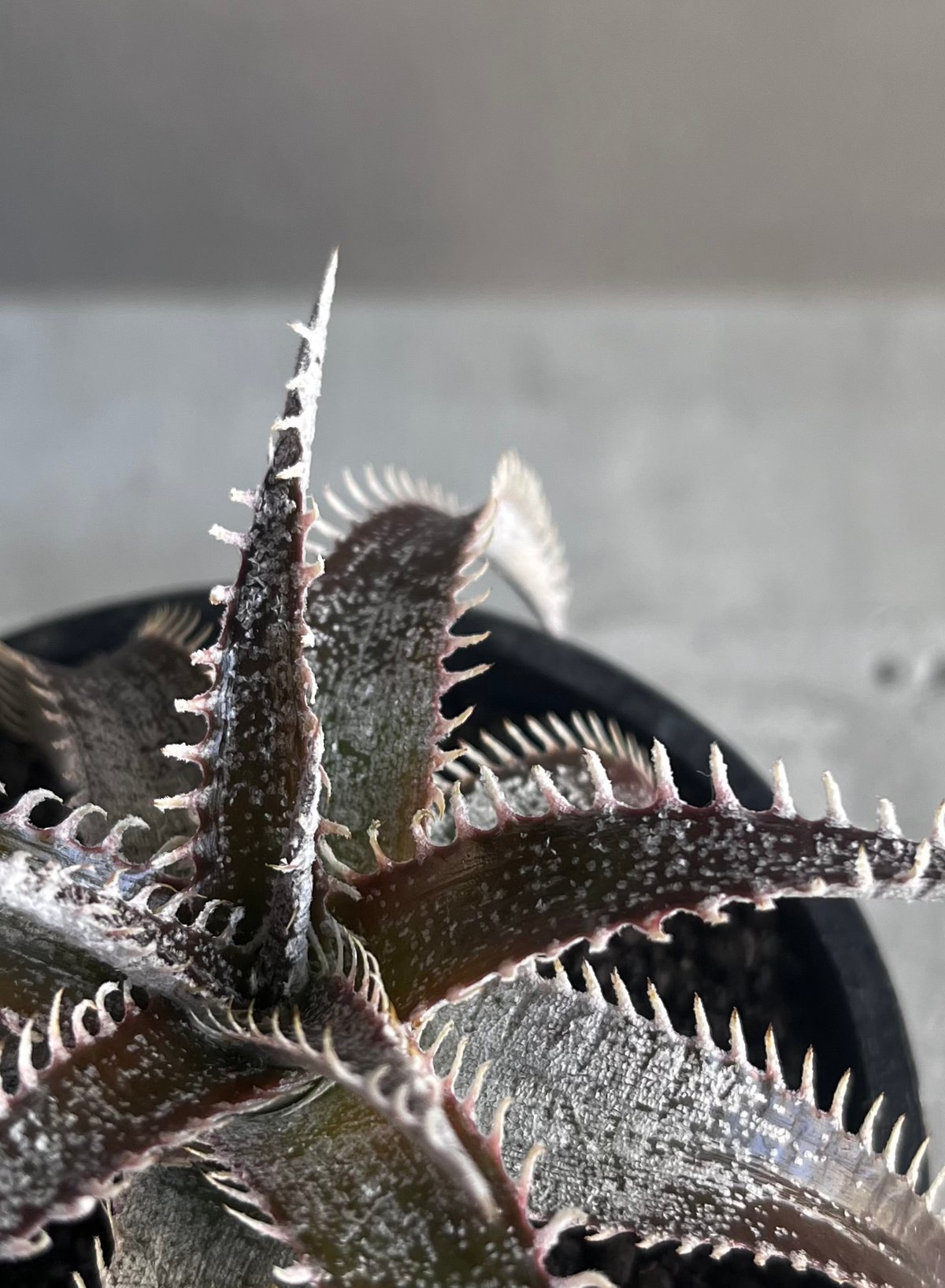 ディッキア Dyckia argentea affinis (mezii) ⑶ ディッキア Dyckia argentea affinis (mezii) ⑶