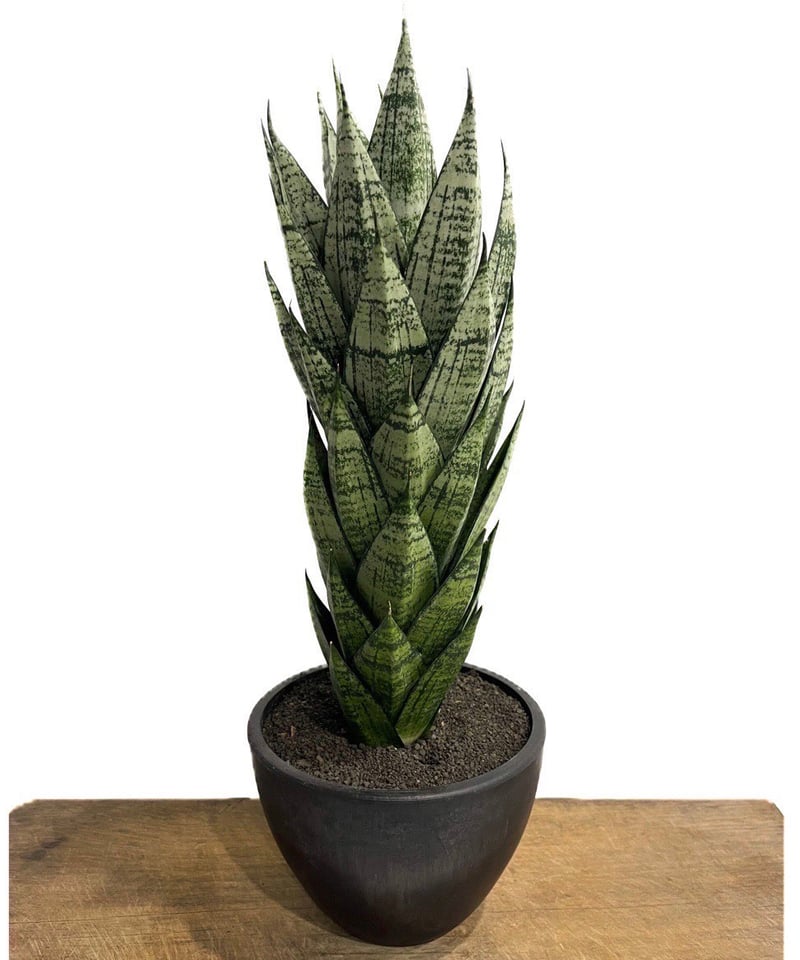 サンセベリア エーレンデル 「Sansevieria Ehrendel」14P | SHOUC