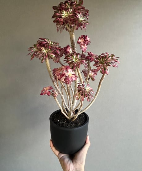 アエオニウム ‘シャネル’ 「Aeonium ‘Chanel’」11M