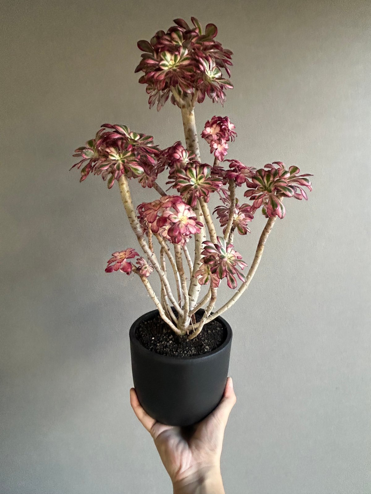 アエオニウム 'シャネル' 「Aeonium 'Chanel'」11M | SHOUCHIKUEN