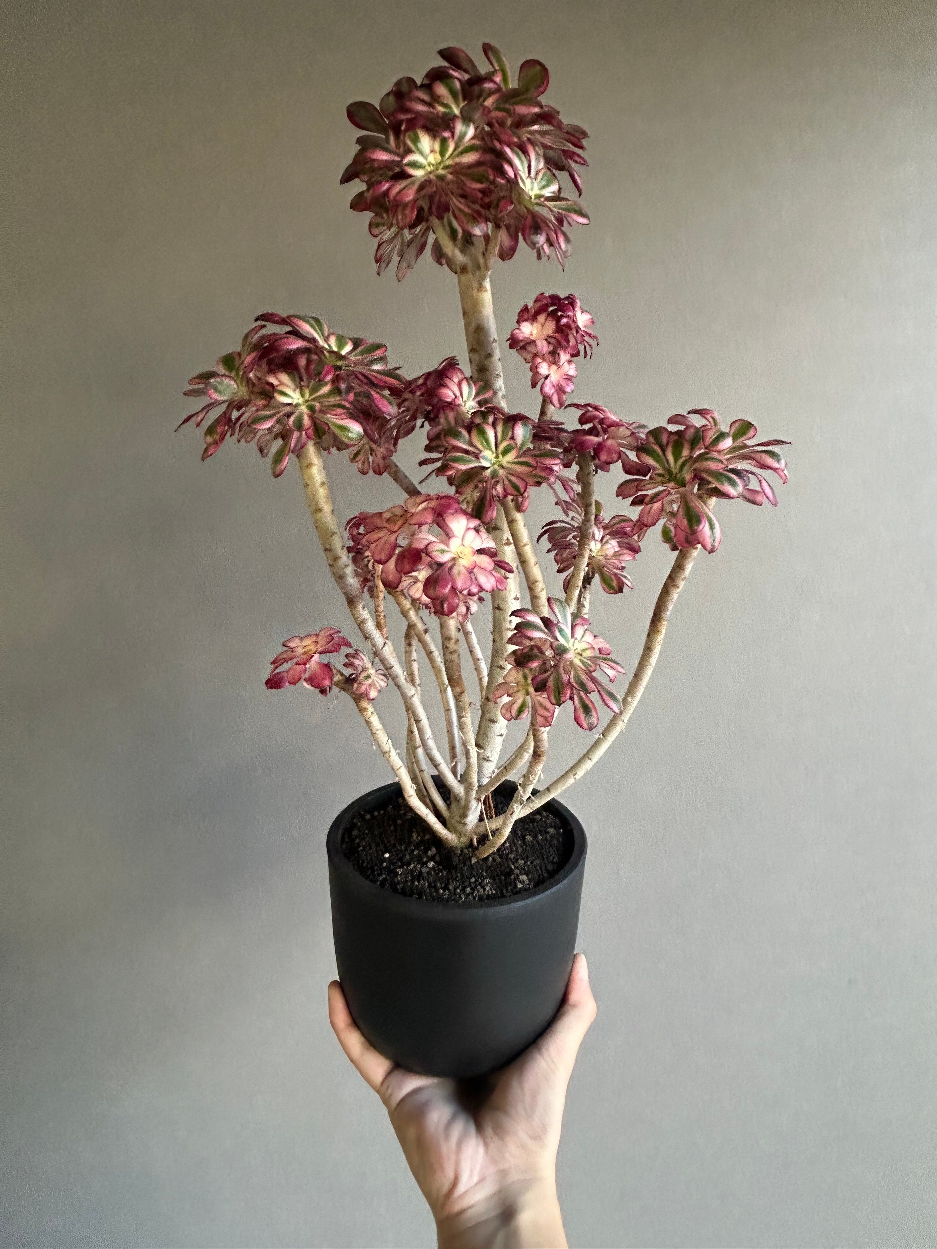 アエオニウム 'シャネル' 「Aeonium 'Chanel'」11M | SHOUCHIKUEN