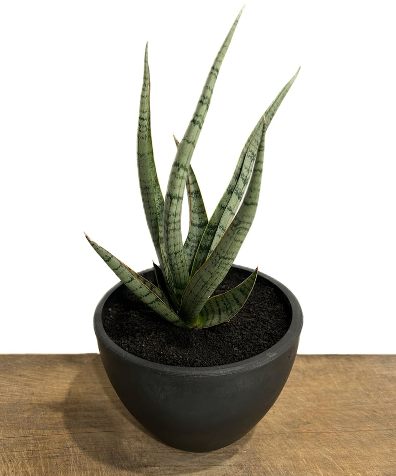 サンスベリア・コヨーテ サンセベリア コヨーテ 「Sansevieria Coyote」3/16-110 | SHOU