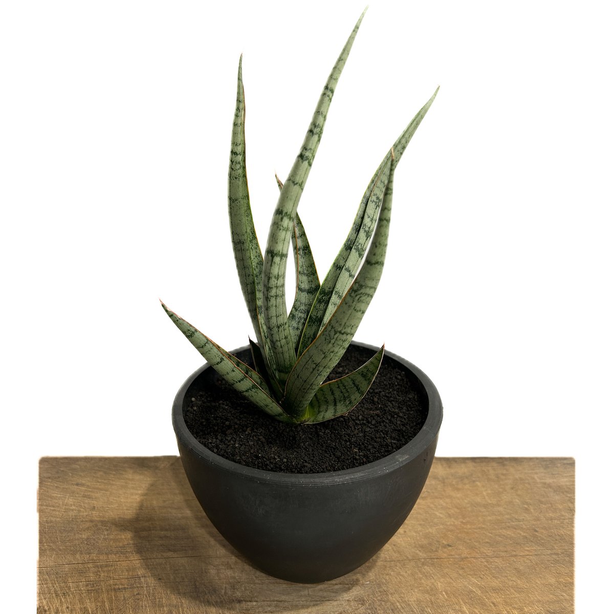 サンセベリア コヨーテ 「Sansevieria Coyote」3/16-110 | SHOU