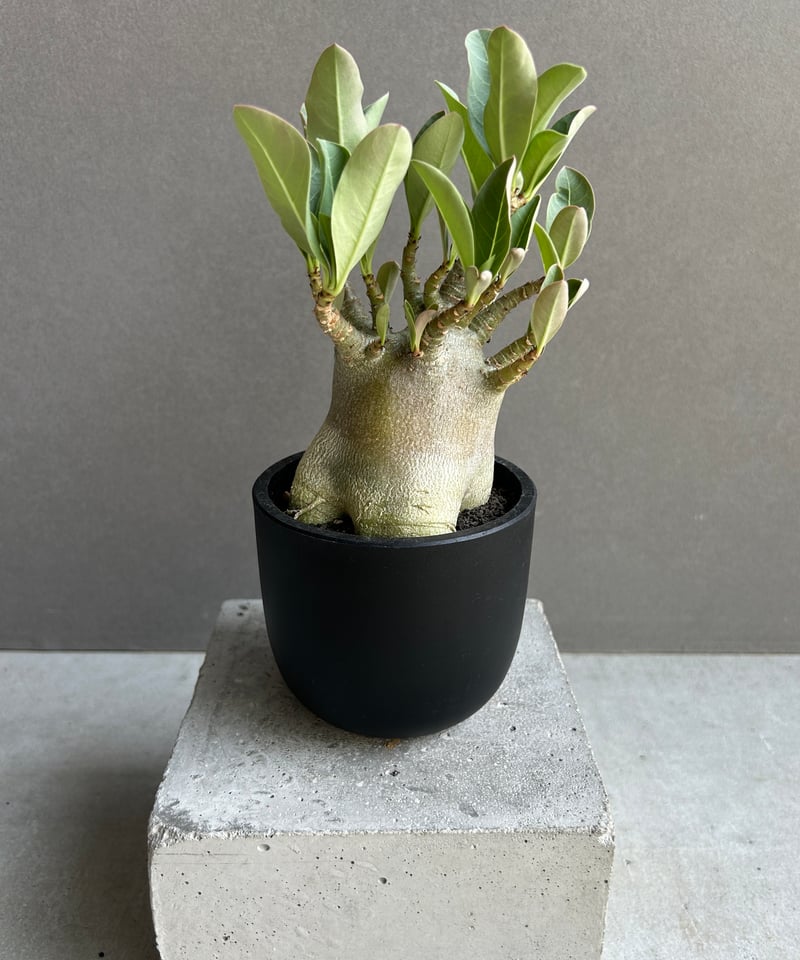 【激レア/ブラックスキン/ドワーフ 】アデニウム スーパーレッド A-4 鉢植え 激レア/ブラックスキン/ドワーフ 】アデニウム スーパーレッド A-4 鉢植え