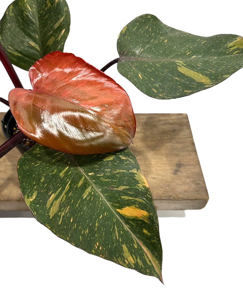 フィロデンドロン オレンジ プリンセス 「Philodendron Orange Prince