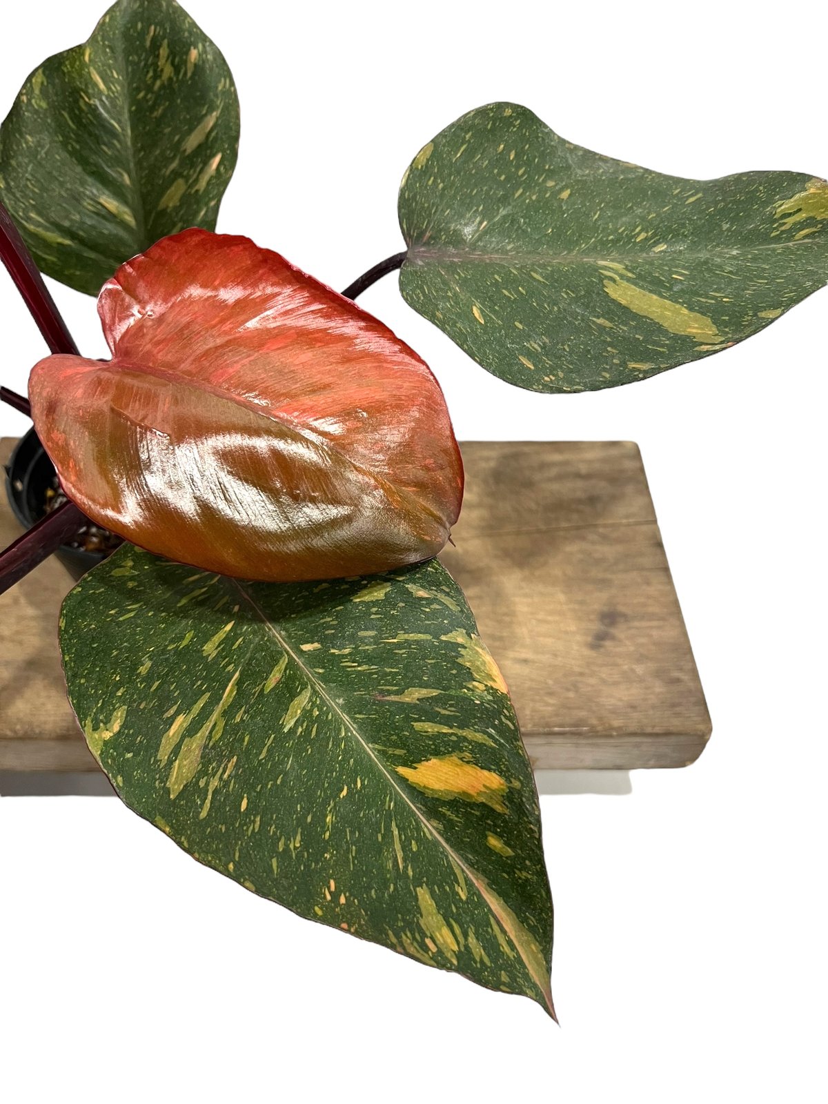5月21日まで【orange Princess❤︎】さま専用ページ　オーダー フィロデンドロン オレンジ プリンセス 「Philodendron Orange Prince