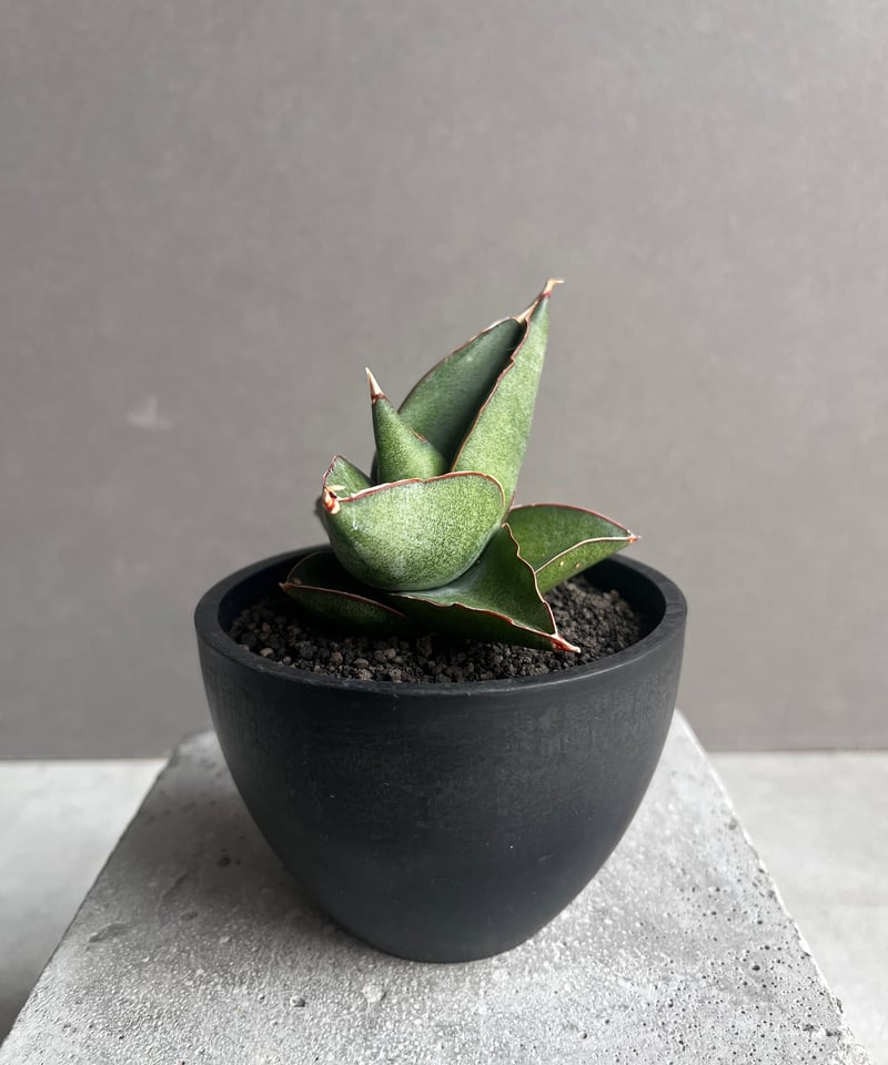 サンセベリア オペラ ハウス 「Sansevieria Opera House 」36B |