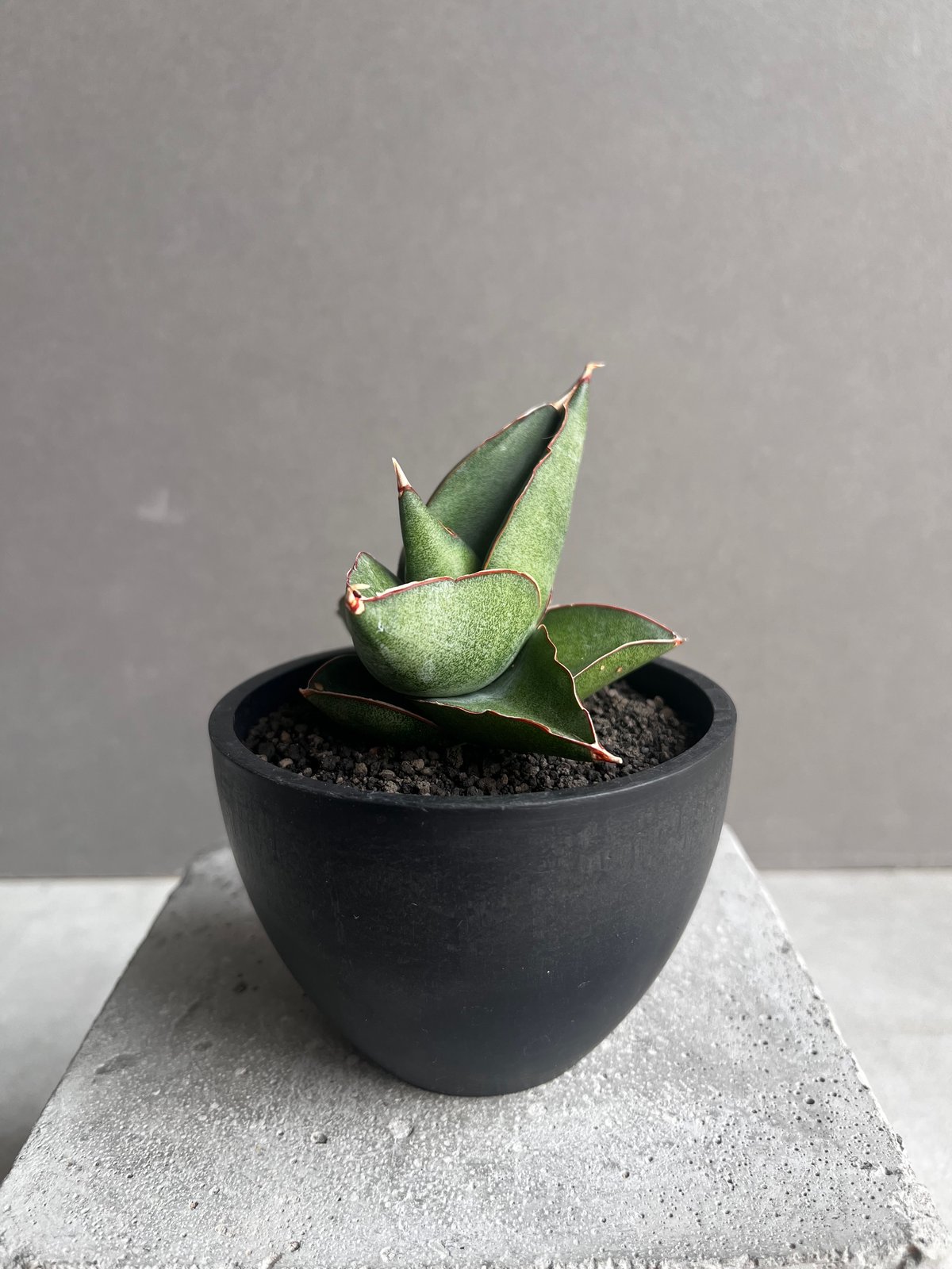 サンセベリア オペラ ハウス 「Sansevieria Opera House 」36B |