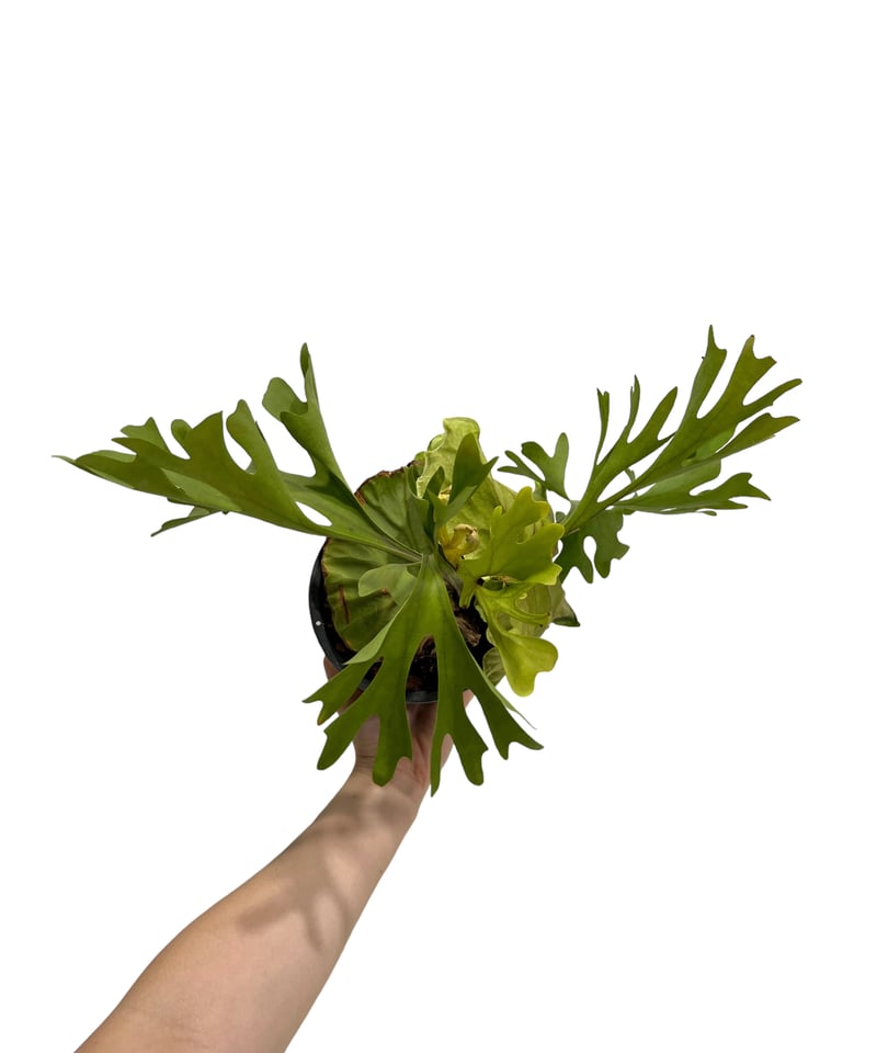 ビカクシダ リドレイ(by ヌクル) 「Platycerium ridleyi (by Nuk