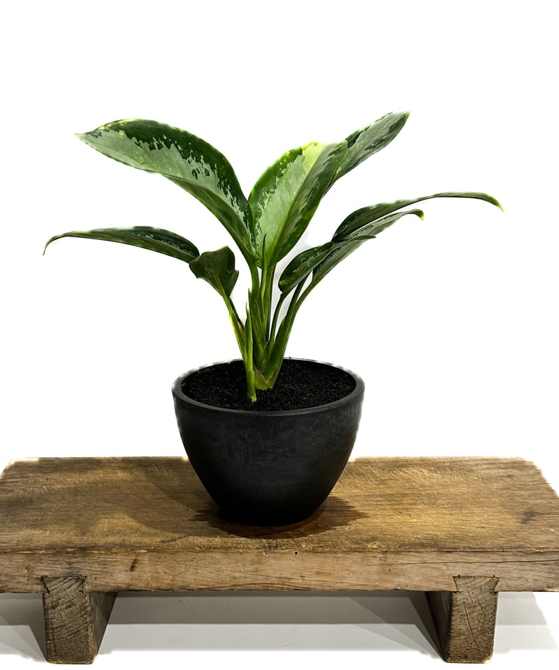 アグラオネマ スワンナプーム「Aglaonema Suvarnabhumi」6/13-767
