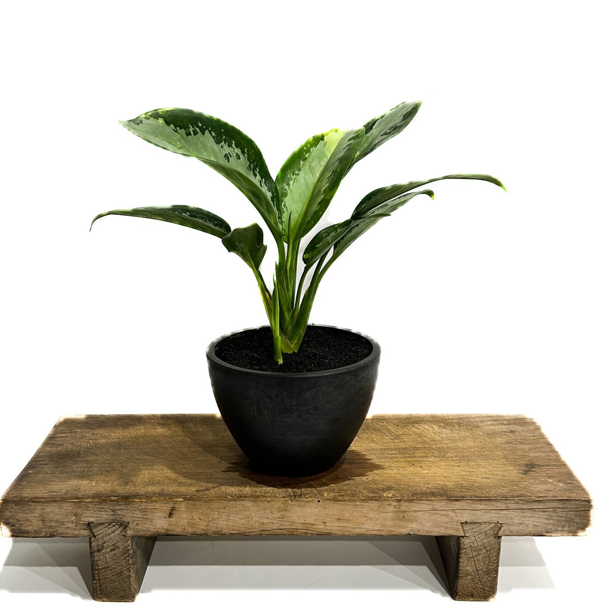 アグラオネマ スワンナプーム「Aglaonema Suvarnabhumi」6/13-767