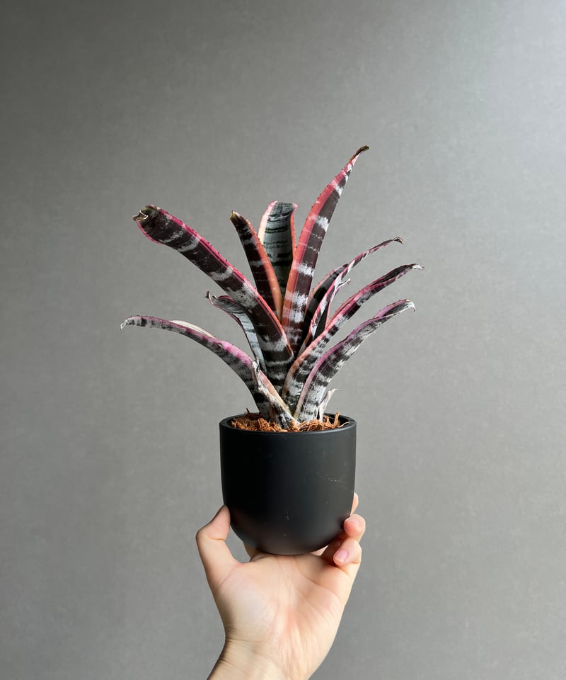 エクメア オットー 「Aechmea Otto」90B | SHOUCHIKUEN