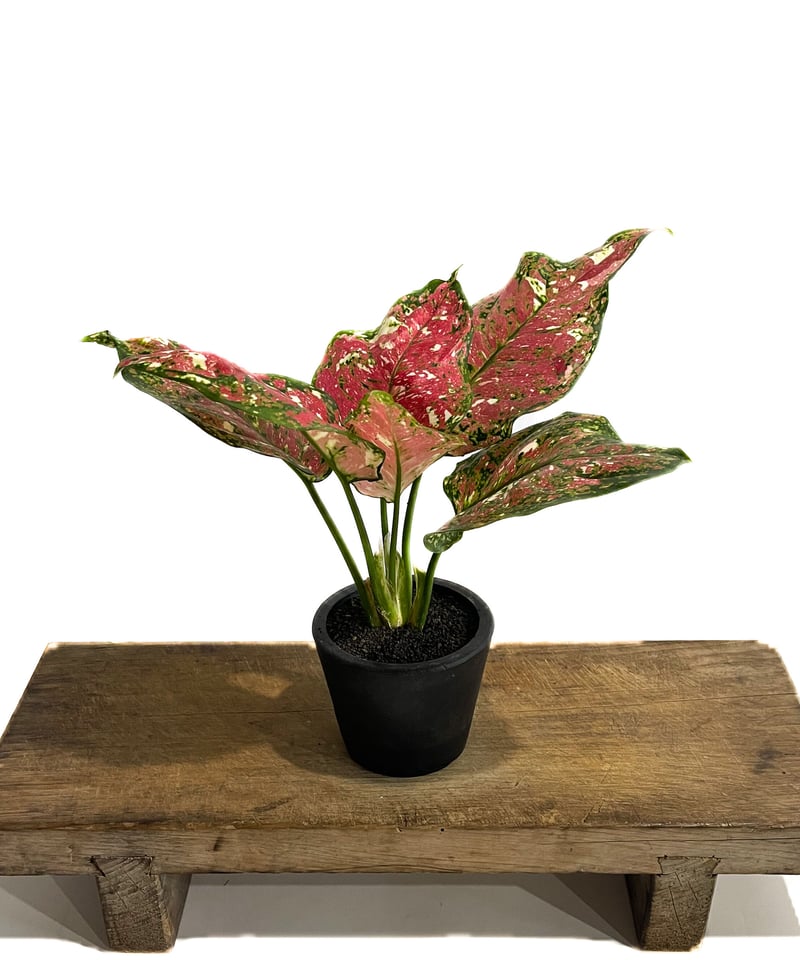 アグラオネマ アンヤマニー トリカラー「Aglaonema Unyamanee Tricolo