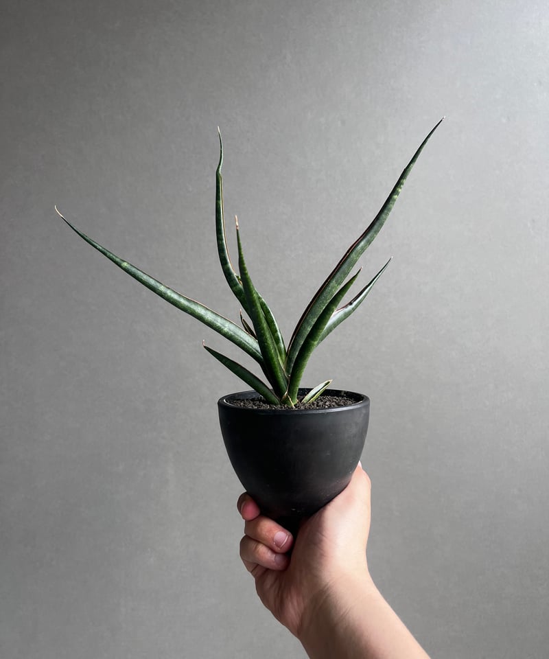 サンセベリア ブラック カラバオ 「Sansevieria Black Carabao (b
