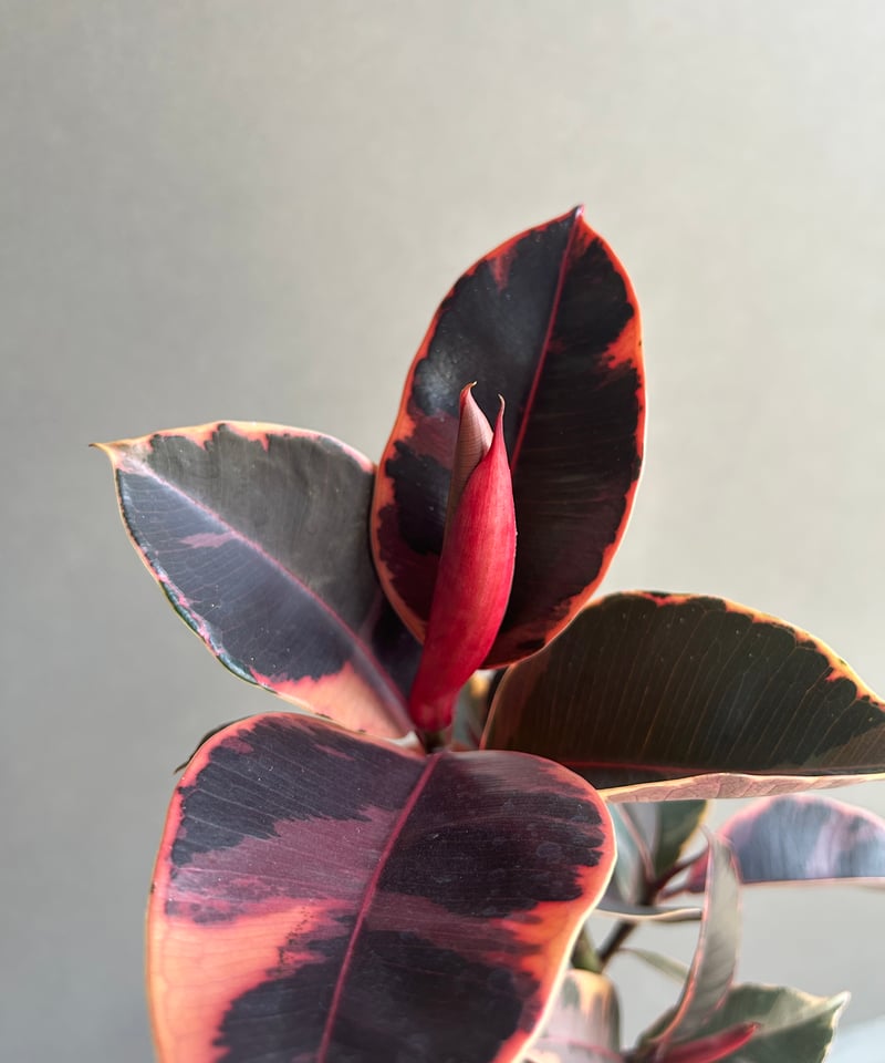 フィカス ルビー “カービング” 「Ficus elastica Ruby」77N | SHO