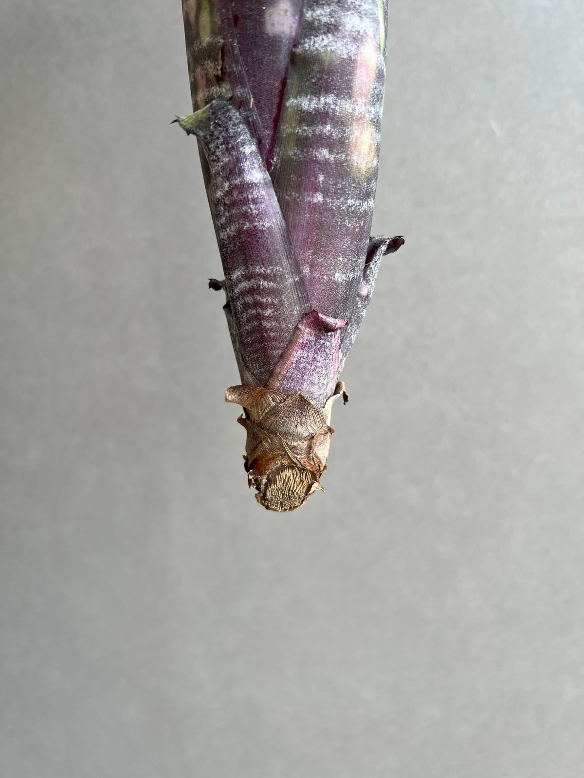 ビルベルギア オビ-ワン 「Billbergia Obi - Wan」2E | SHOUCHI