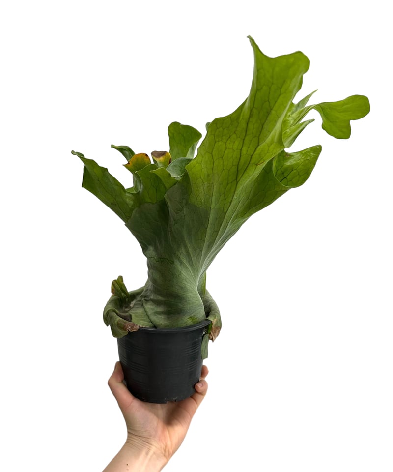 Platycerium 'Mentelosii' ビカクシダ　大株 ビカクシダ X メンテロッシイ 「Platycerium “X Mentelosii “」23