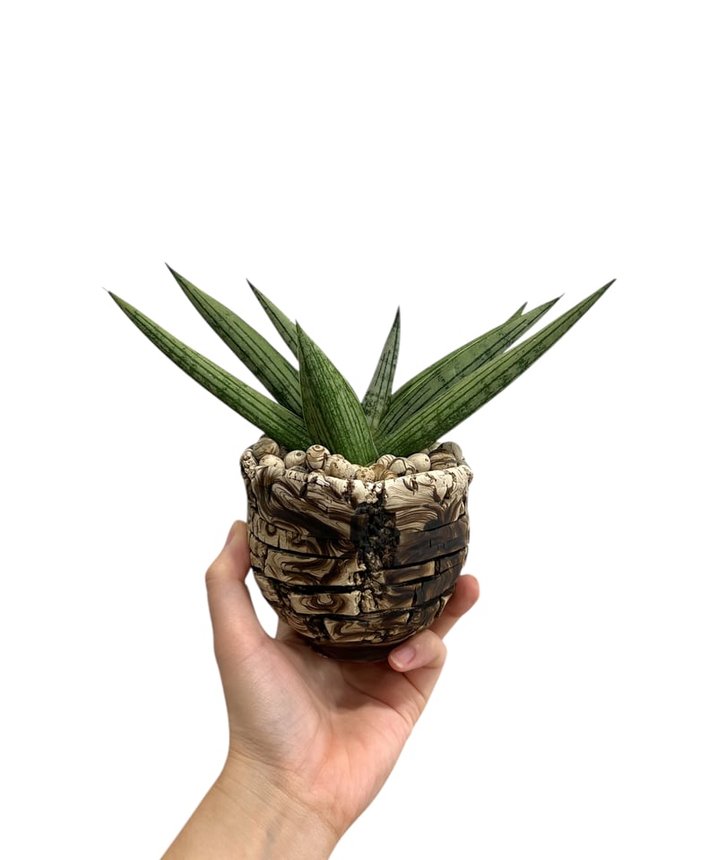 サンセベリア ルーキー + plantsmonsters pot 「Sansevieria R