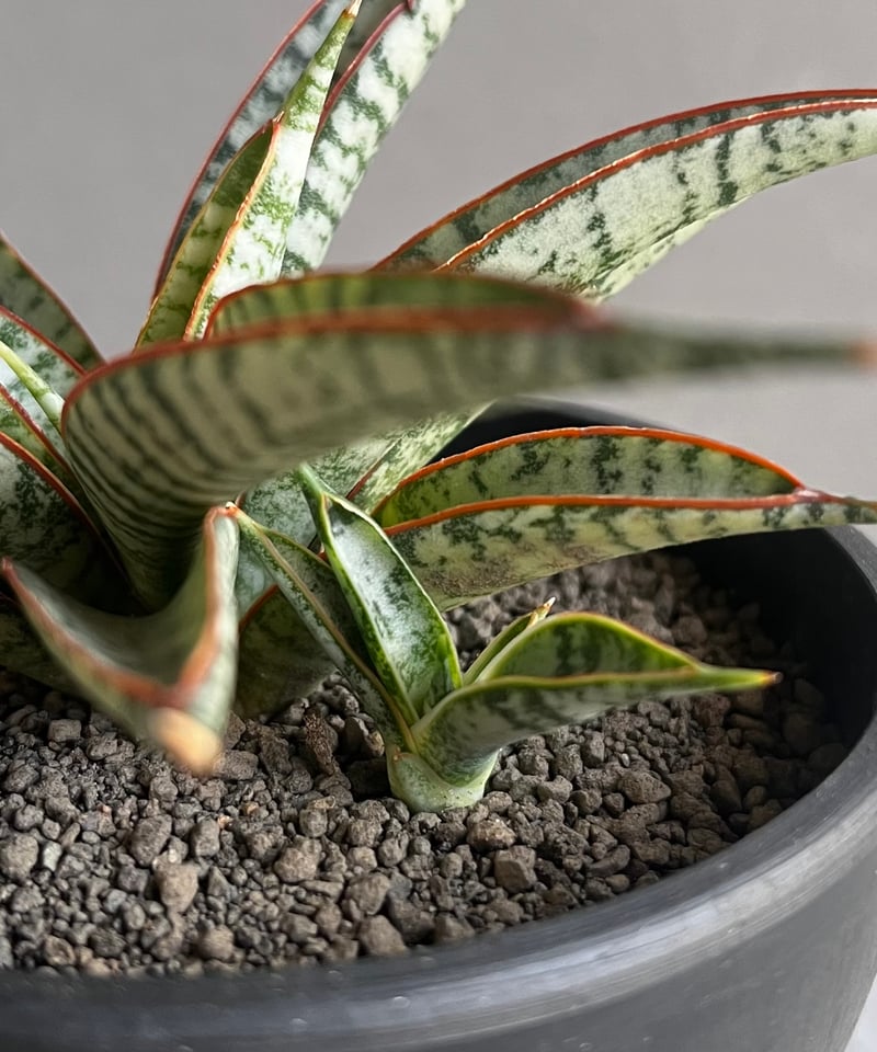 サンセベリア サンシャイン エンジェル 「Sansevieria Sunshine