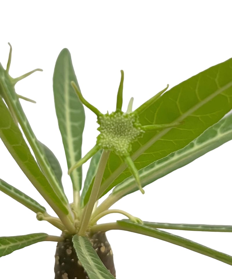 ドルステニア ランキフォリア (実生苗)「 Dorstenia crispa var.lanc