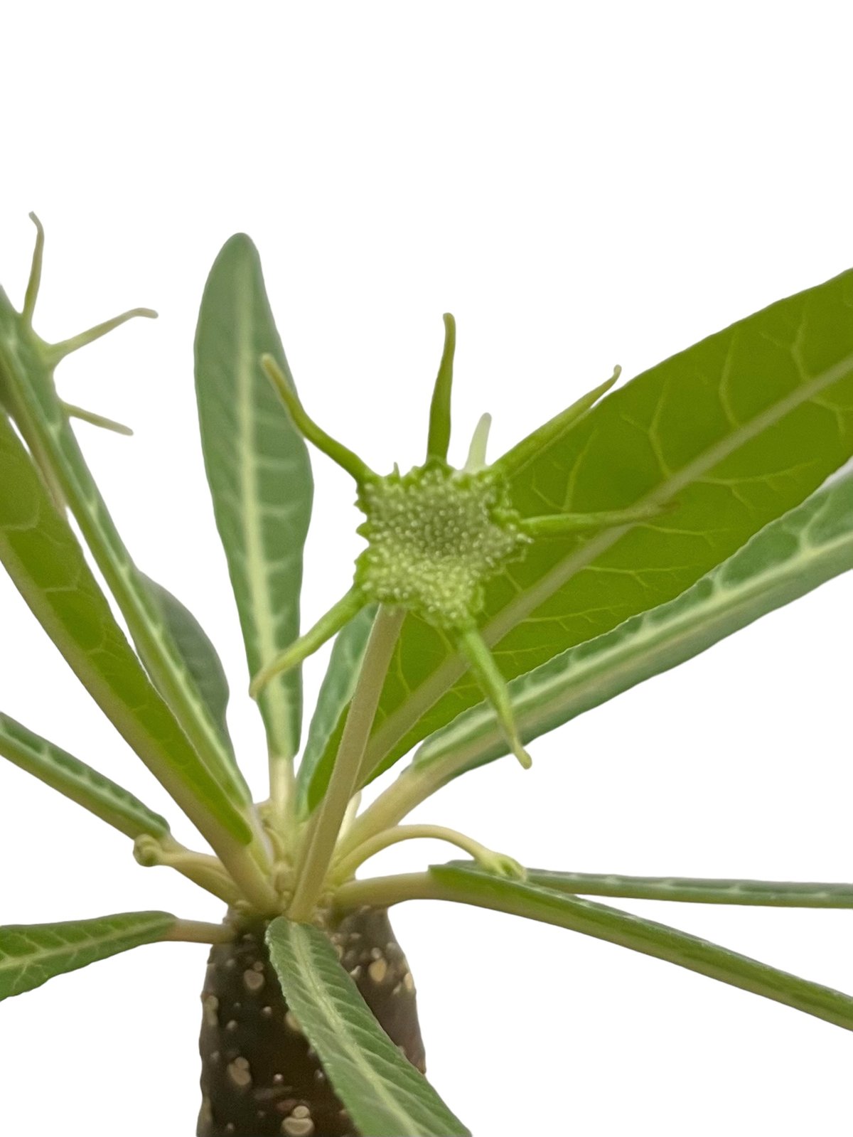 ドルステニア ランキフォリア (実生苗)「 Dorstenia crispa var.lanc