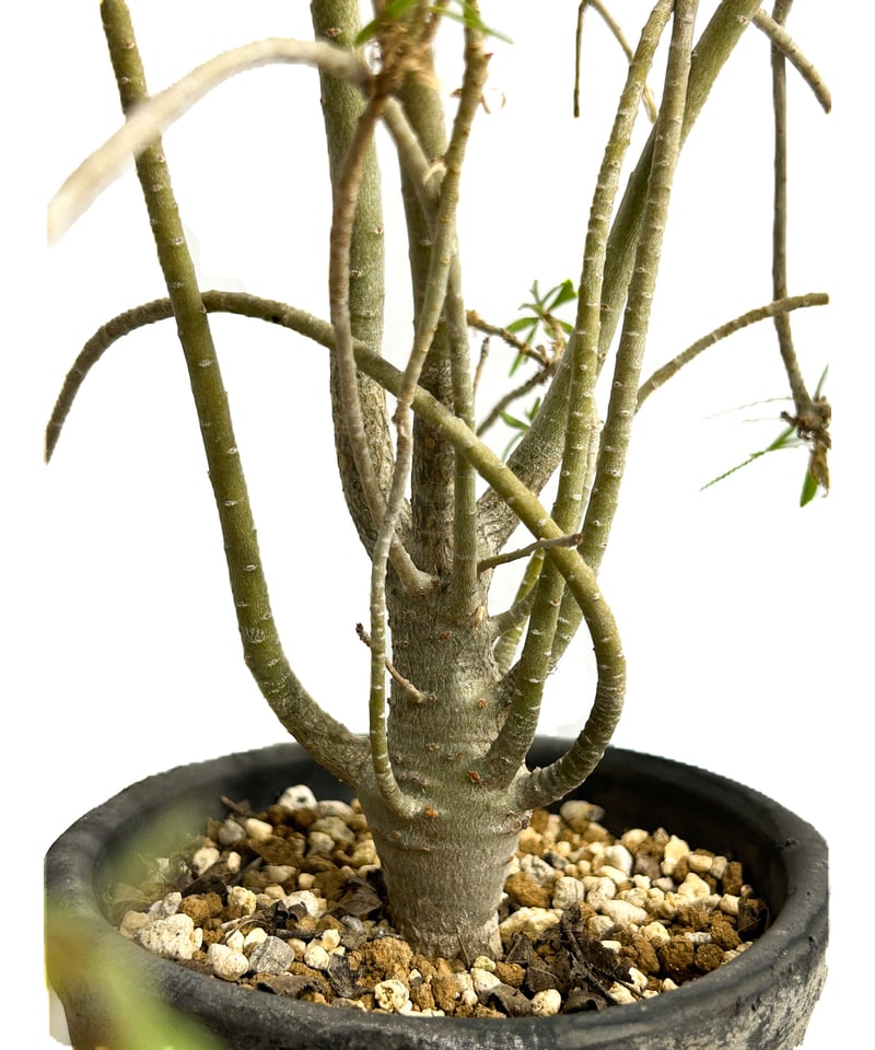 ユーフォルビア バルサミフェラ「 Euphorbia balsamifera」7/30 ユーフォルビア バルサミフェラ「 Euphorbia balsamifera」7/30
