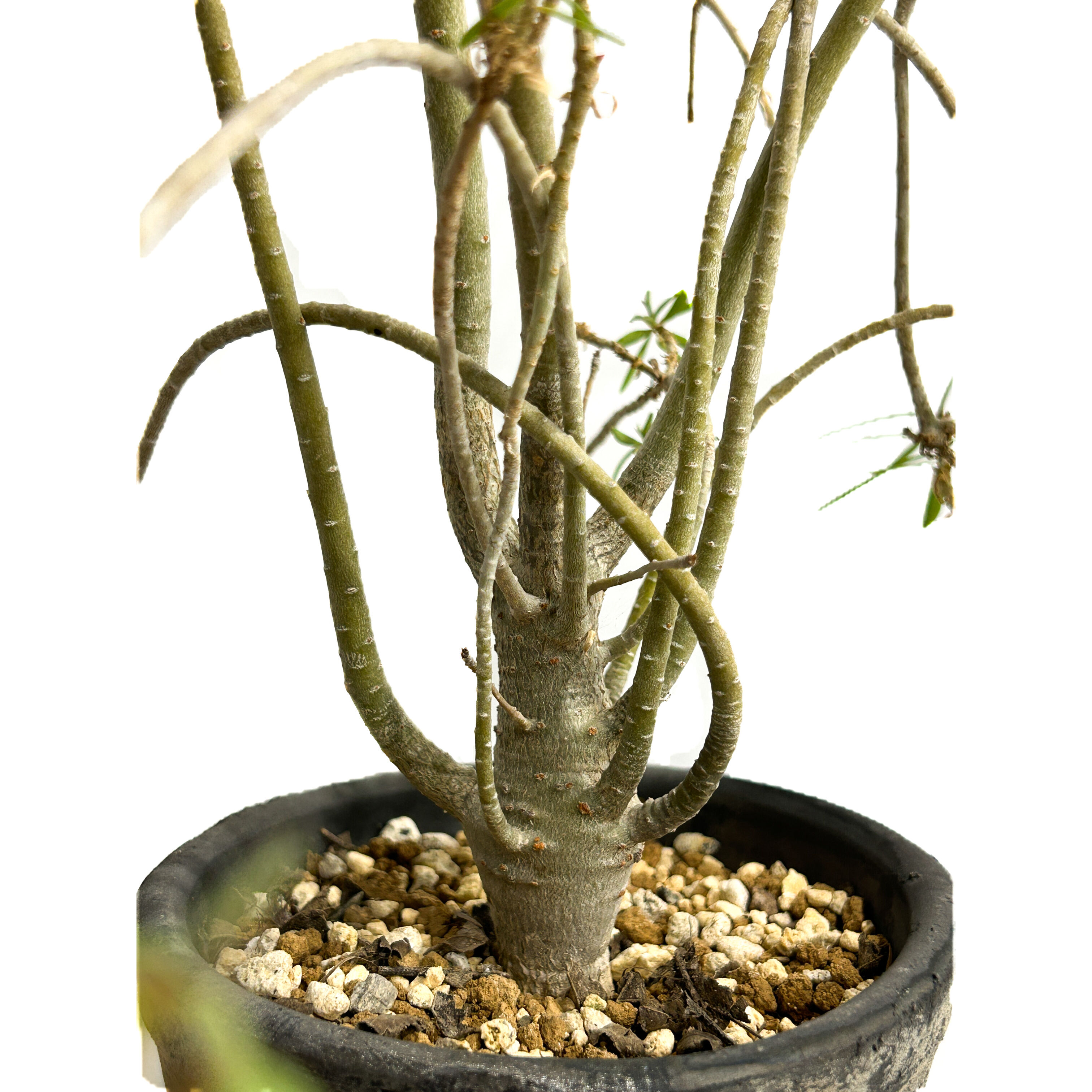 ユーフォルビア バルサミフェラ「 Euphorbia balsamifera」7/30-99A