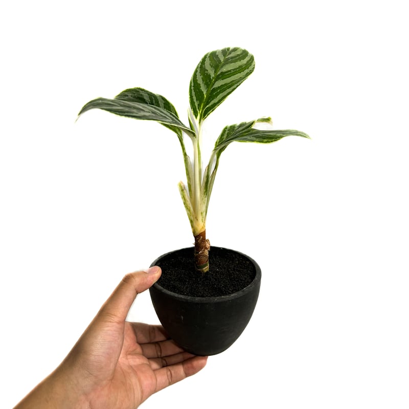 話題の人気 Aglaonema Mutant アグラオネマ ミュータント 植物/観葉