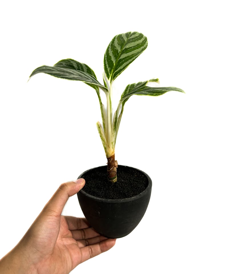 アグラオネマ バンコク ハイブリッド “変異種”「Aglaonema Bangkok hybr