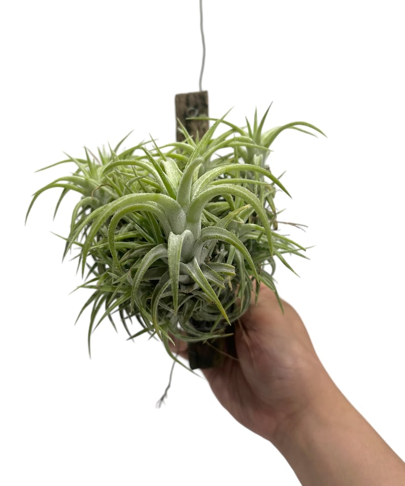 ティランジア イオナンタ バンハイニンギー(クランプタイプ