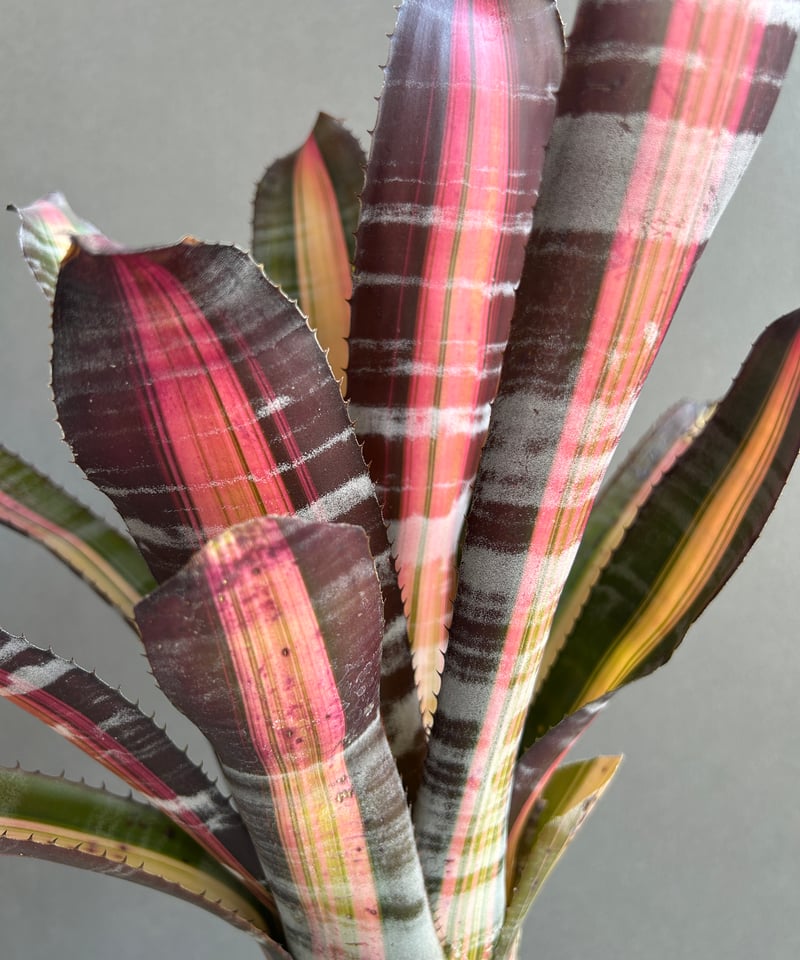 エクメア ロベルト メネスカル「Aechmea 'Roberto Menescal'」95I